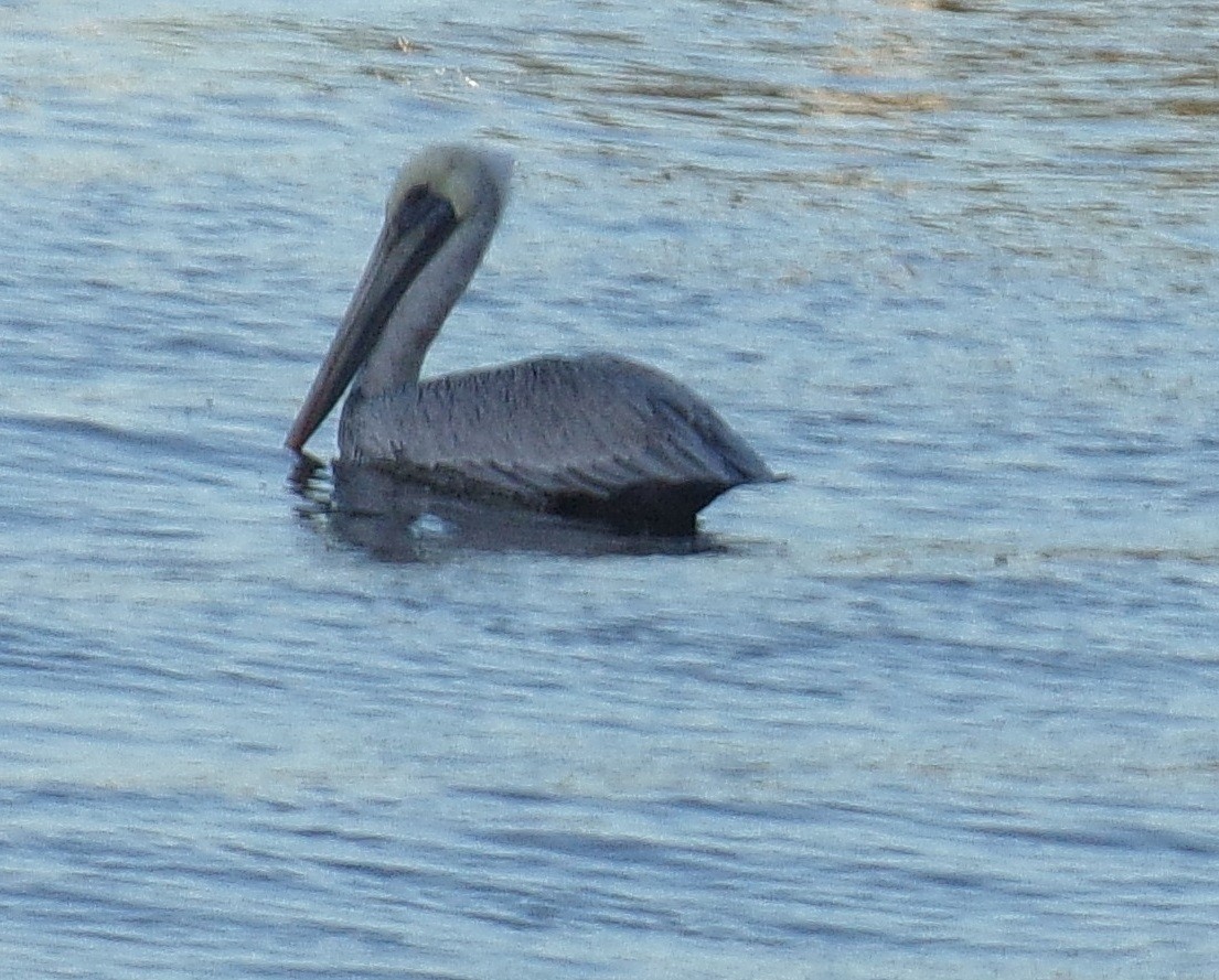 Brown Pelican - ML194472151