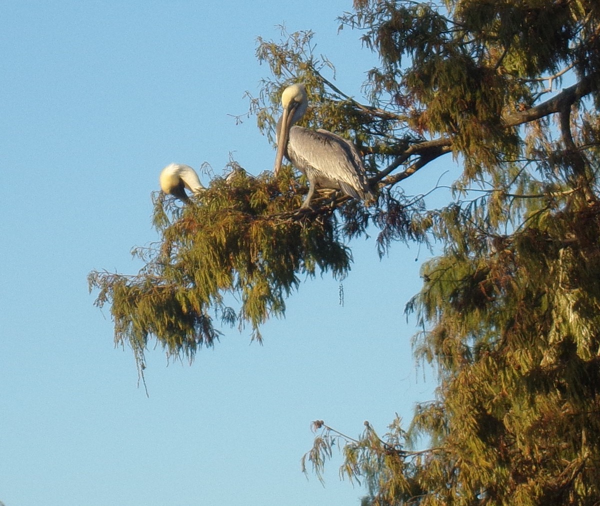 Brown Pelican - ML194472161