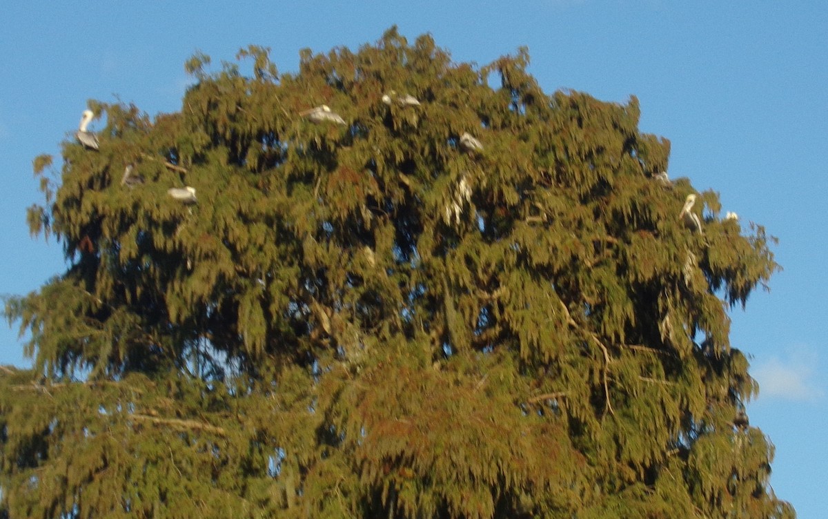 שקנאי חום - ML194472171