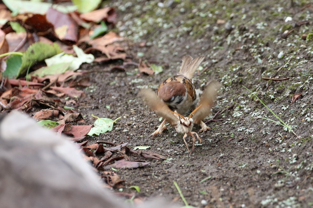 Eurasian Tree Sparrow - ML194472191