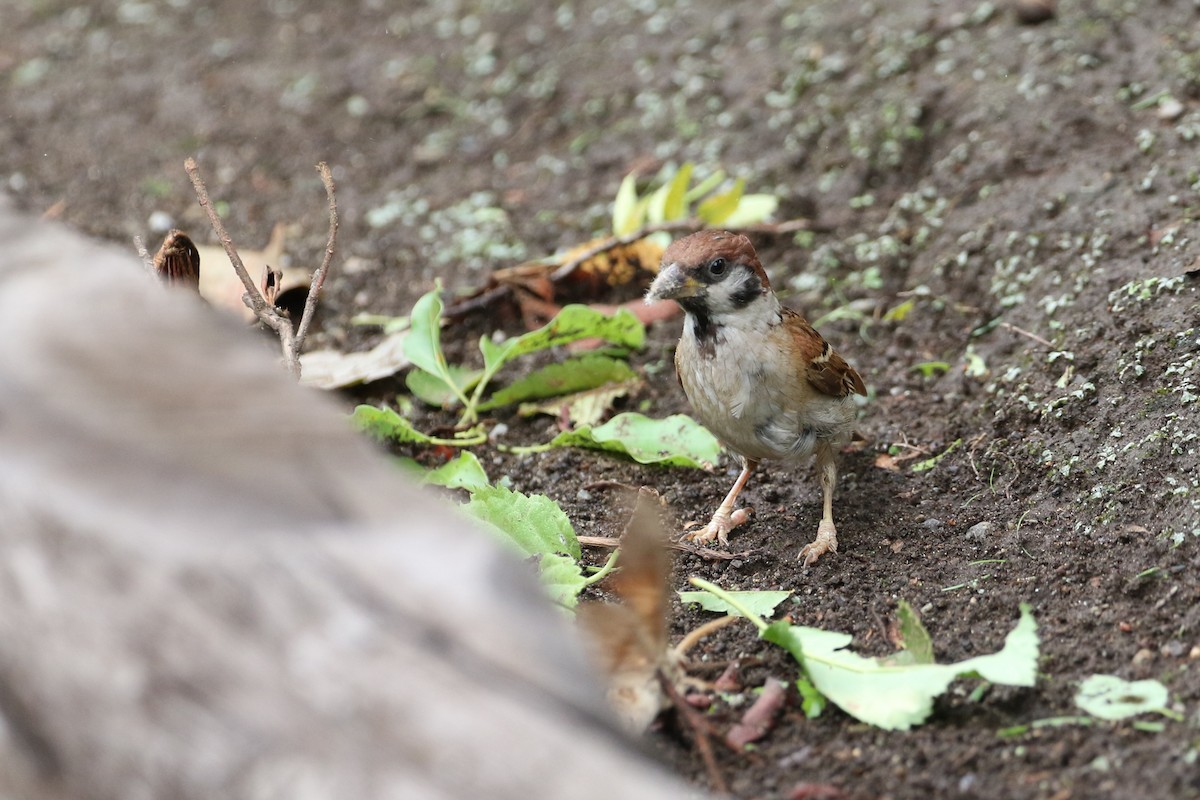 Eurasian Tree Sparrow - ML194472201