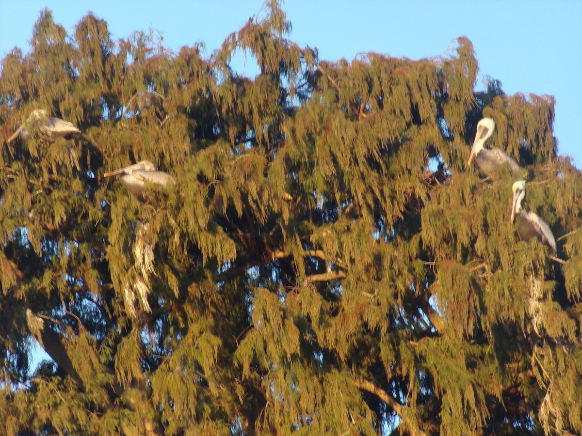 Brown Pelican - ML194472211