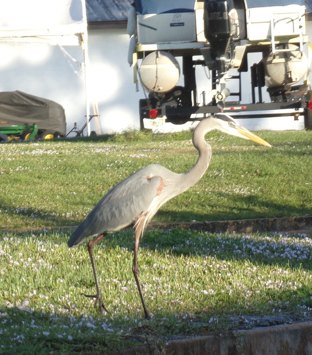 Great Blue Heron - ML194472251