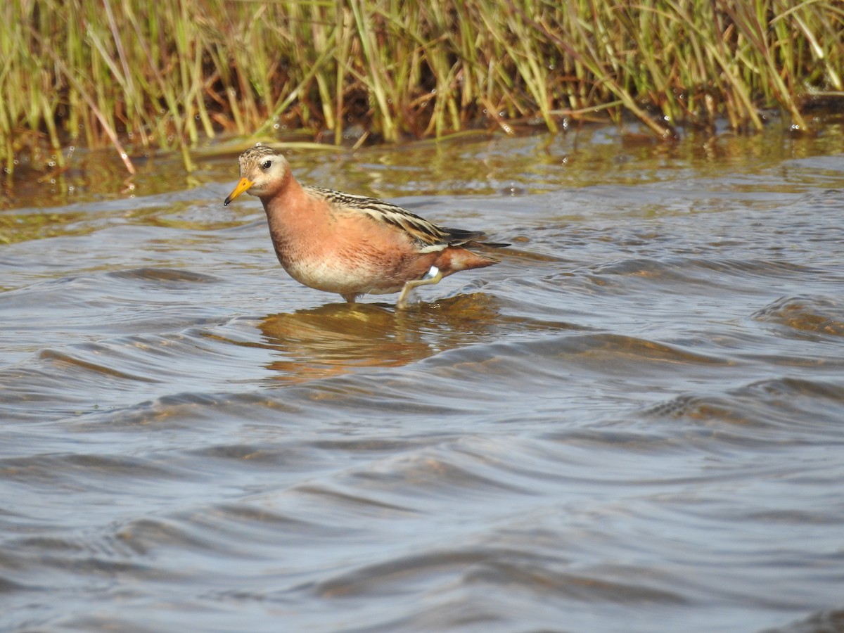 Phalarope à bec large - ML194472371