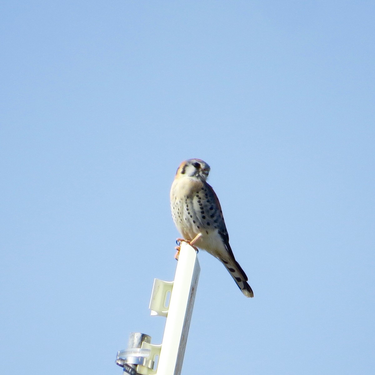 American Kestrel - ML194472701