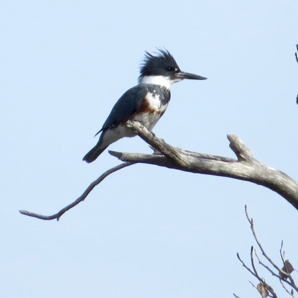 Belted Kingfisher - ML194472711