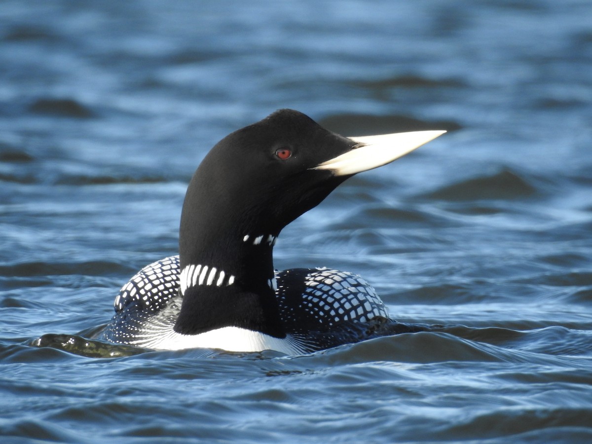 Yellow-billed Loon - ML194472911