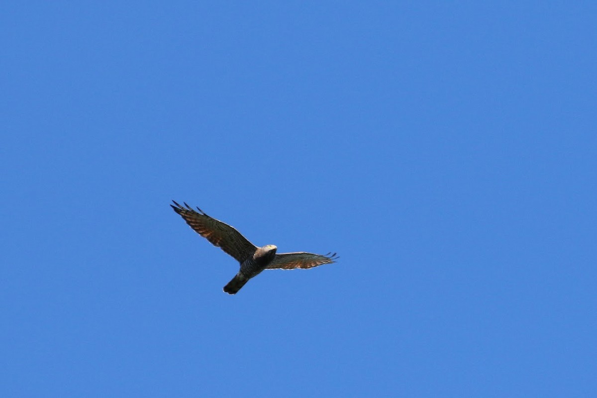 Gray-faced Buzzard - ML194473491