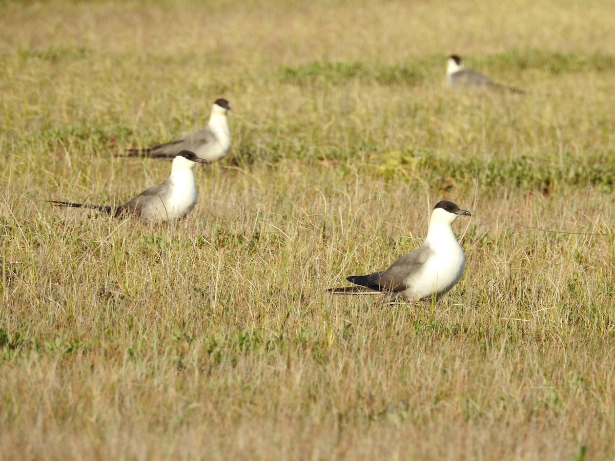 Long-tailed Jaeger - Martin Rheinheimer