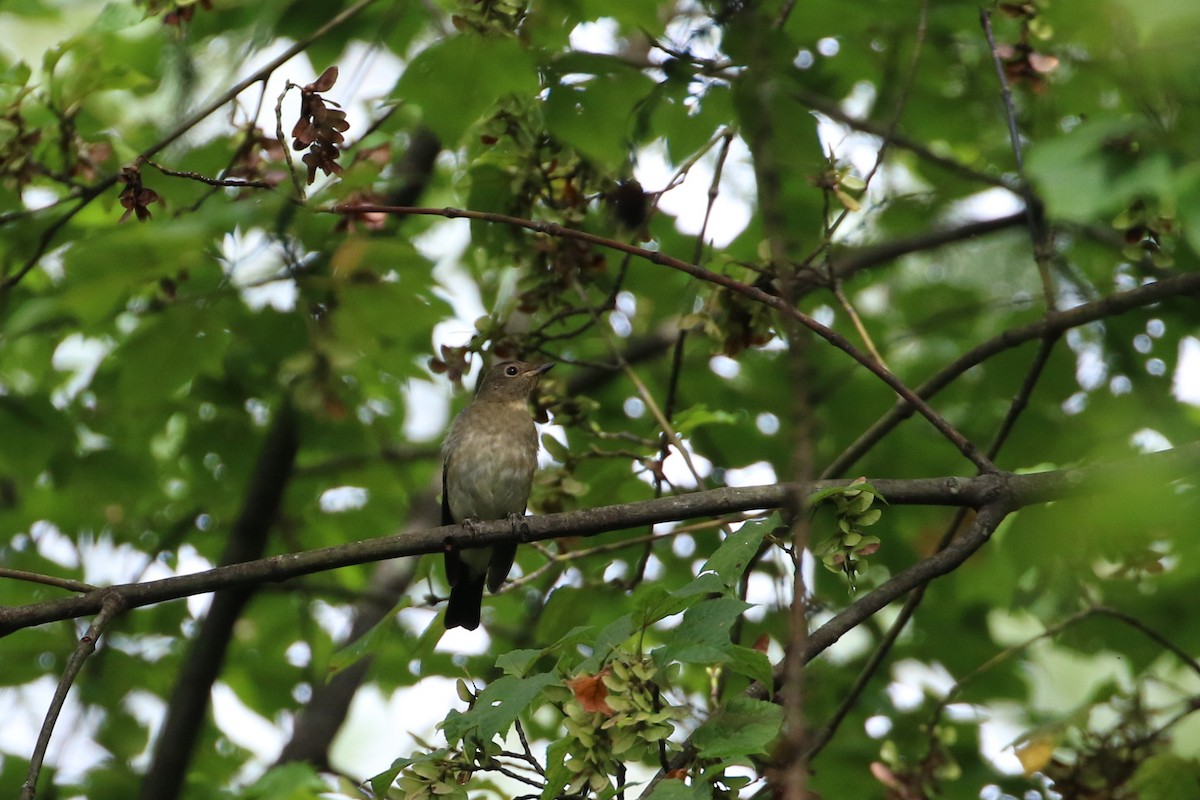 Blue-and-white Flycatcher - Atsushi Shimazaki