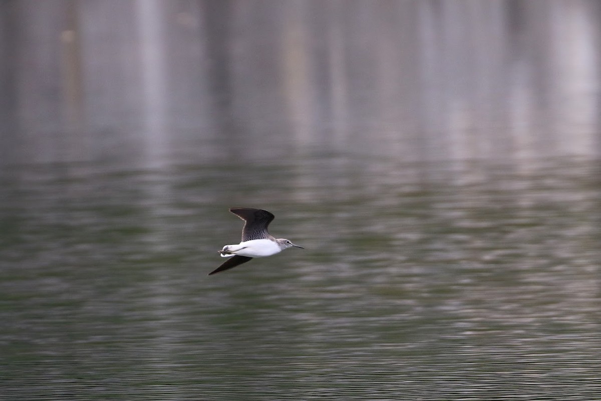 Green Sandpiper - ML194474041