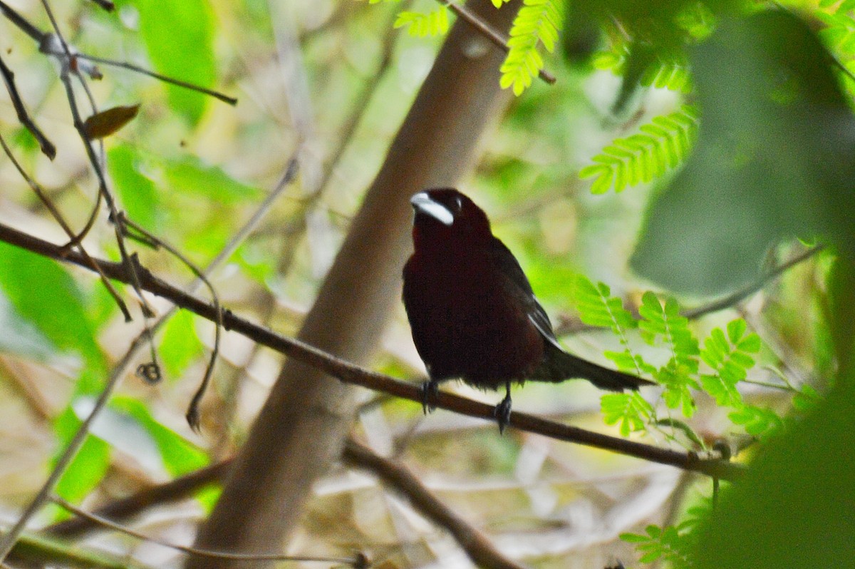 Silver-beaked Tanager - ML194474341