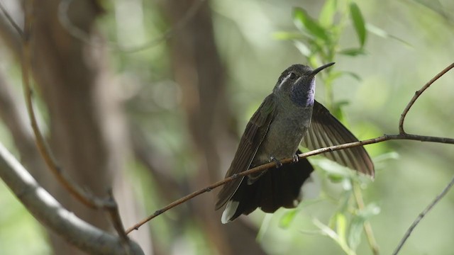 kolibřík blankytohrdlý - ML194474461