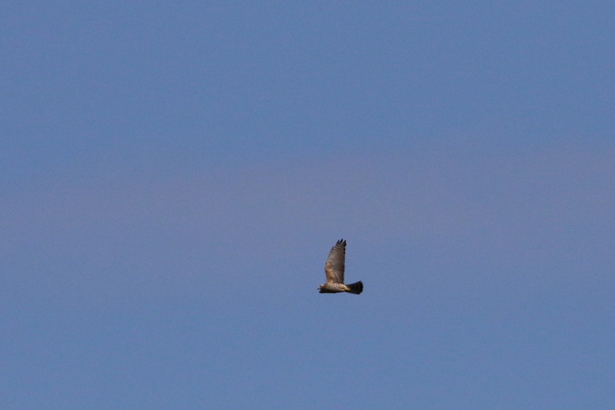 Gray-faced Buzzard - ML194474681