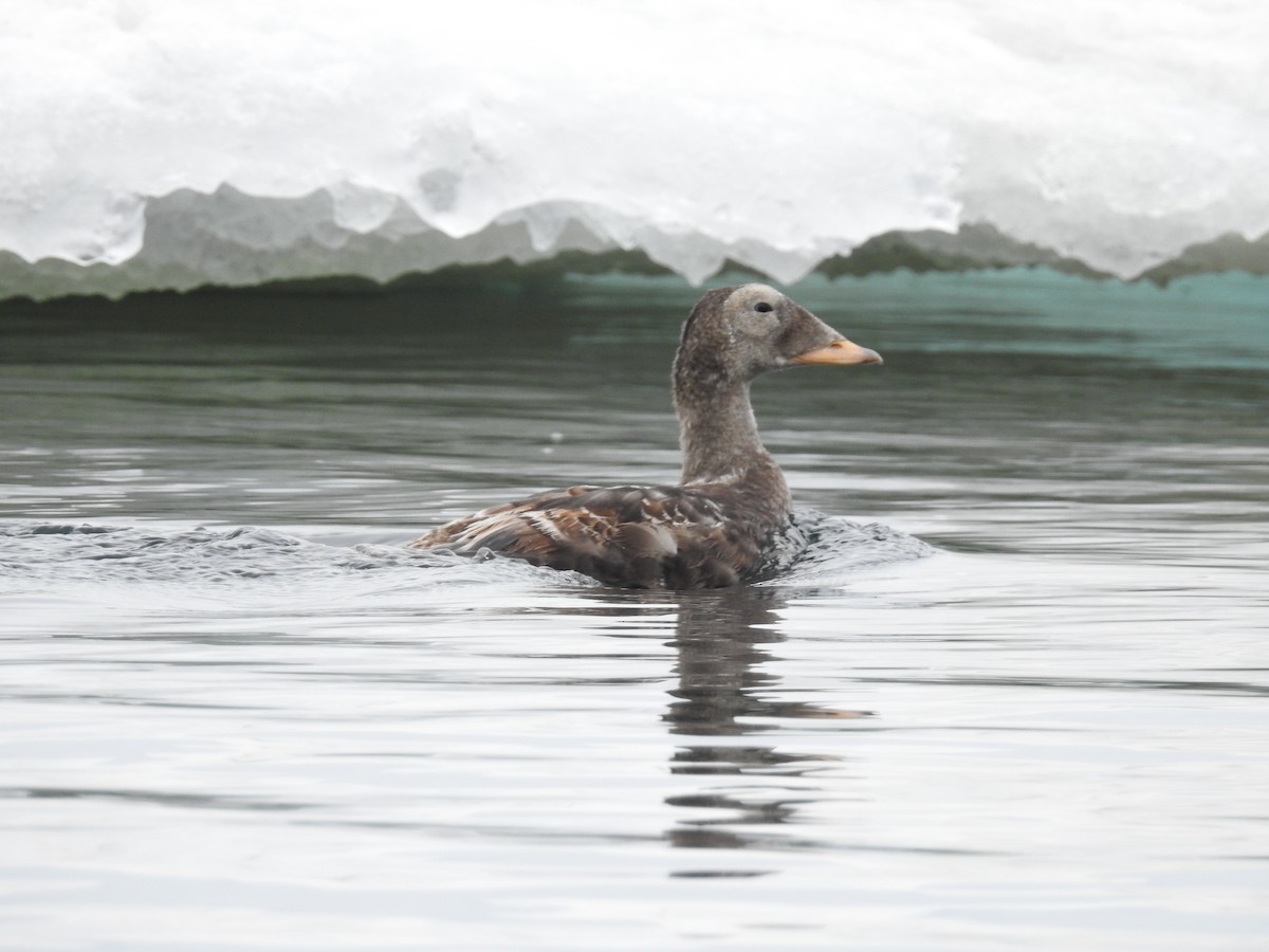 Spectacled Eider - Martin Rheinheimer