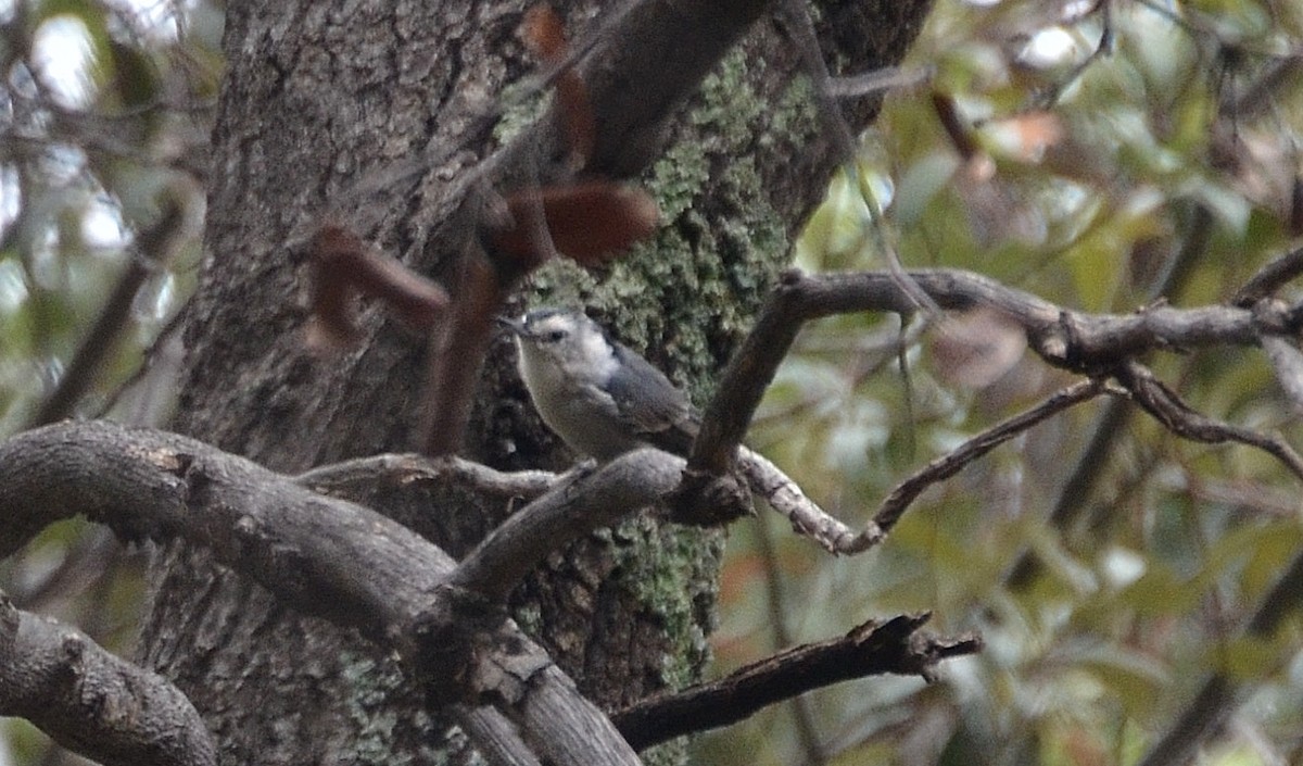 White-breasted Nuthatch - ML194477151