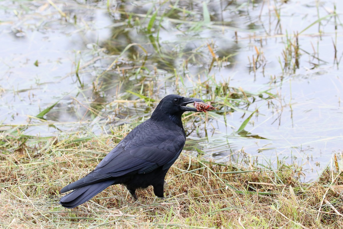 Large-billed Crow - ML194479361