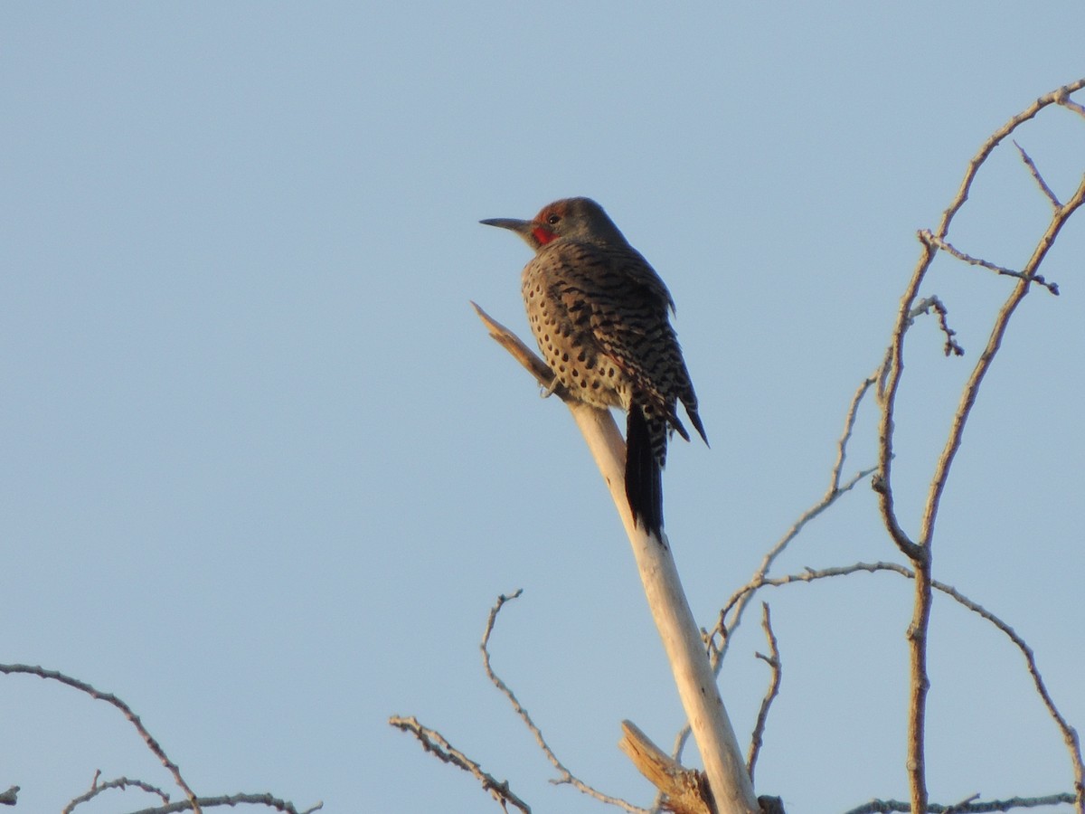 Northern Flicker - ML194479481