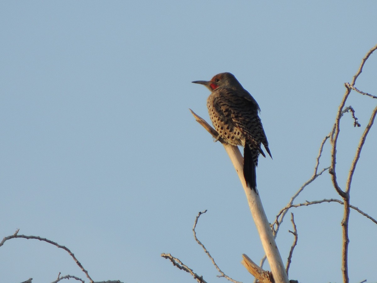 Northern Flicker - ML194479501