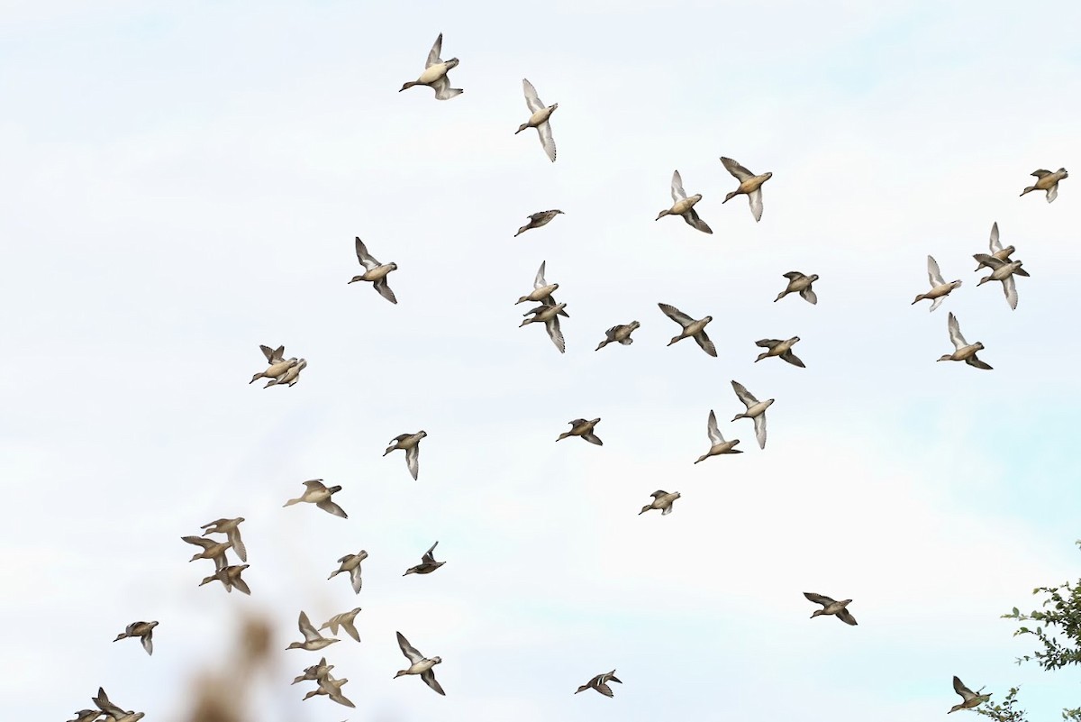 Green-winged Teal - ML194479771