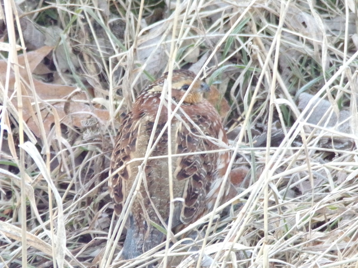 Northern Bobwhite - ML194479901