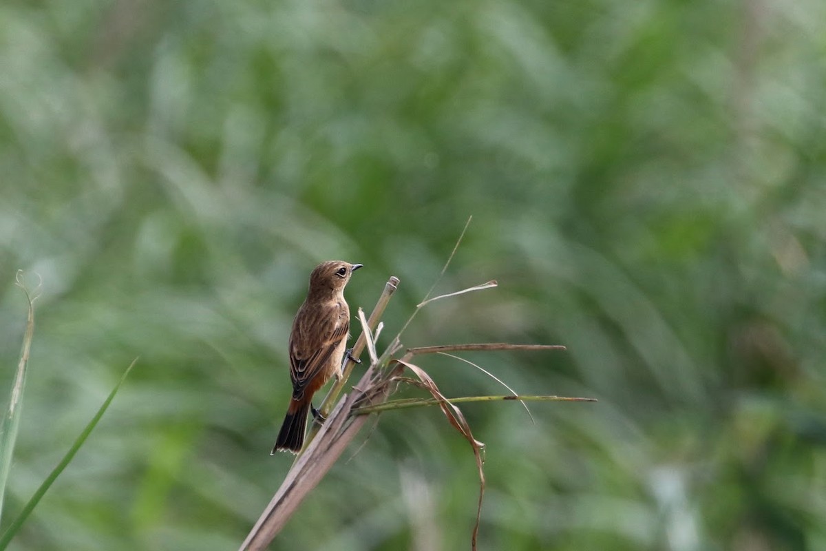 Amur Stonechat - ML194479911