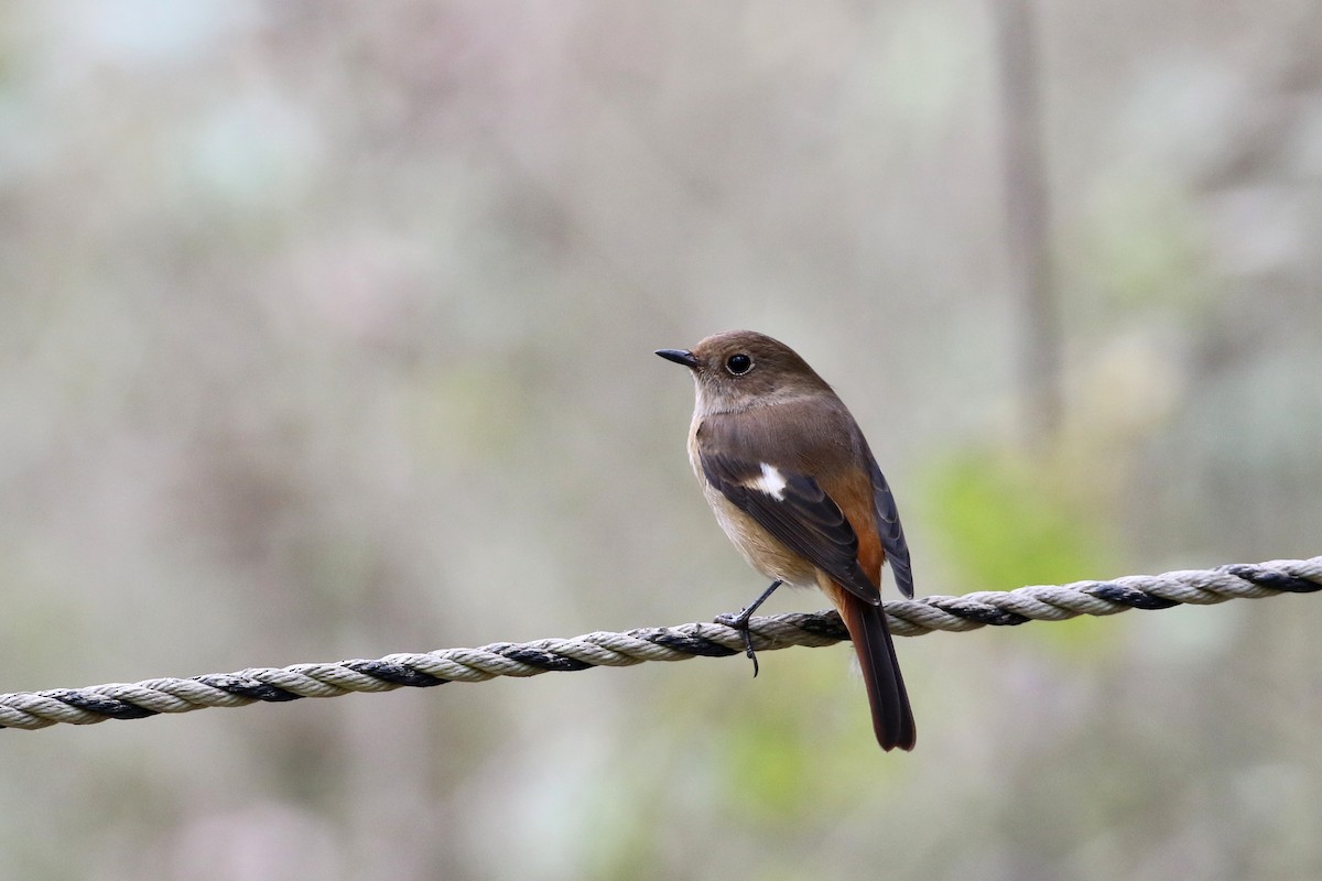 Daurian Redstart - ML194479941