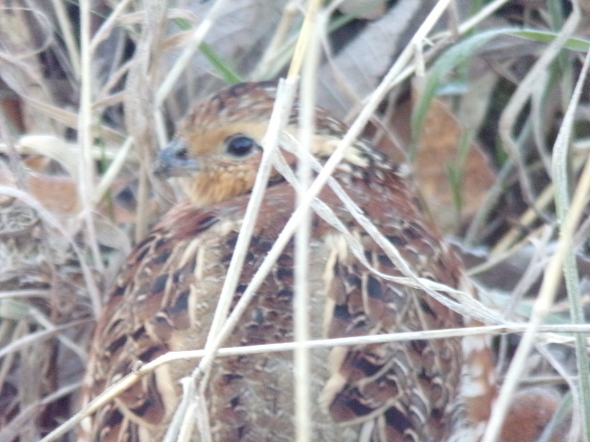 Northern Bobwhite - Michael Eauslin