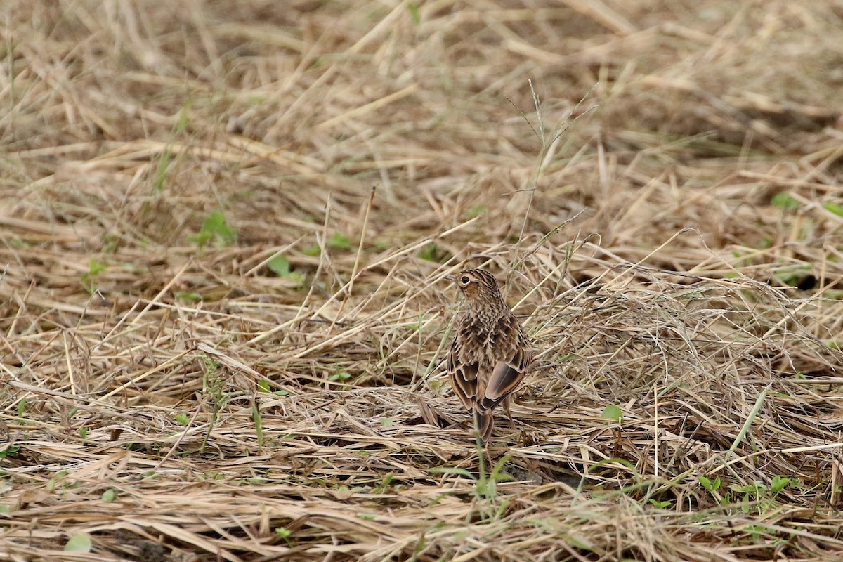 Eurasian Skylark - ML194480111