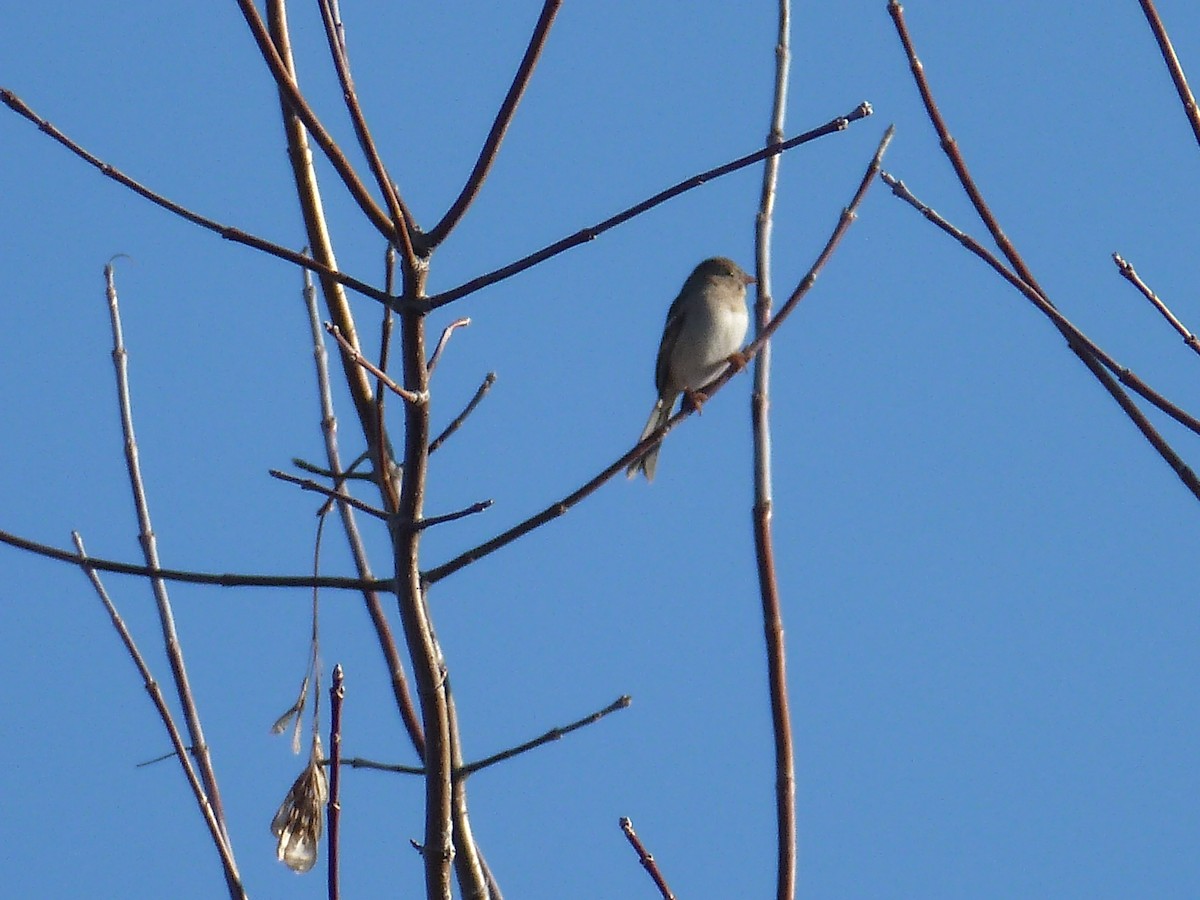 Field Sparrow - ML194480831