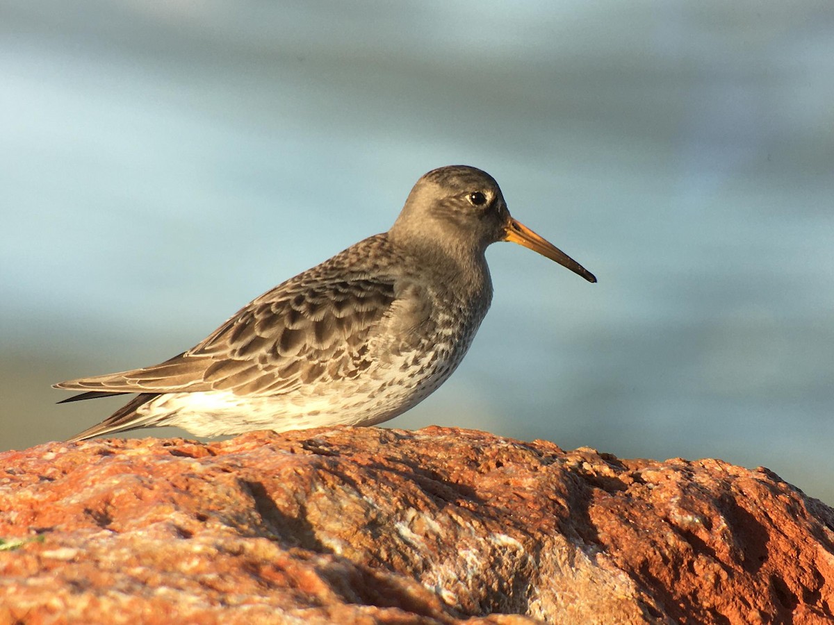 Purple Sandpiper - ML194481231
