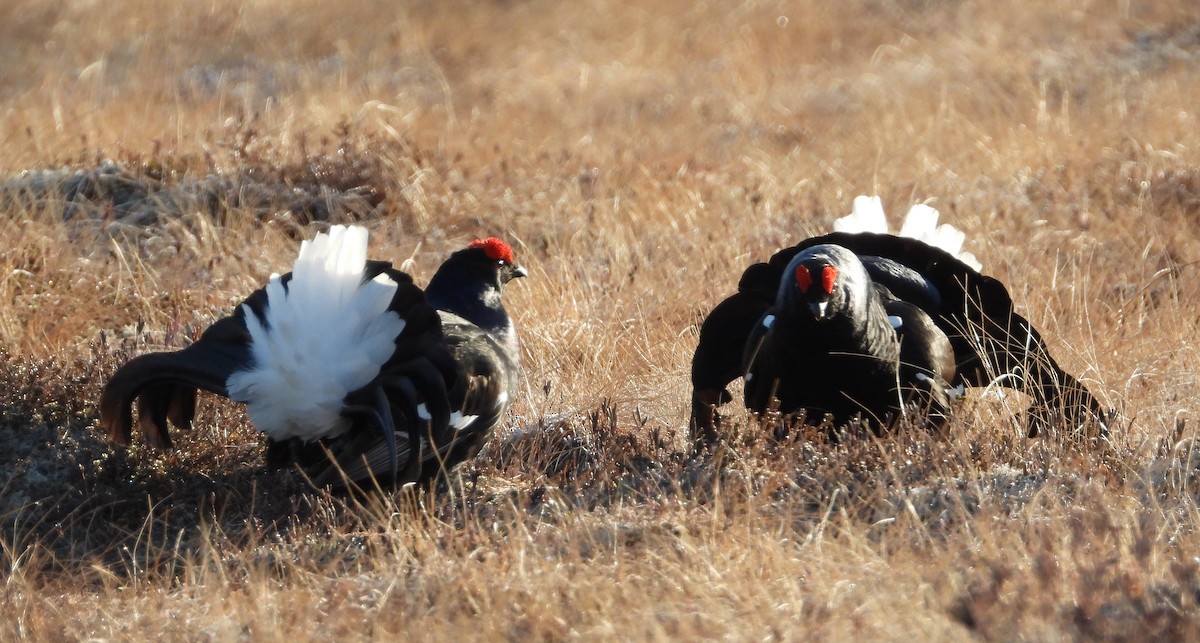 Black Grouse - Martin Rheinheimer