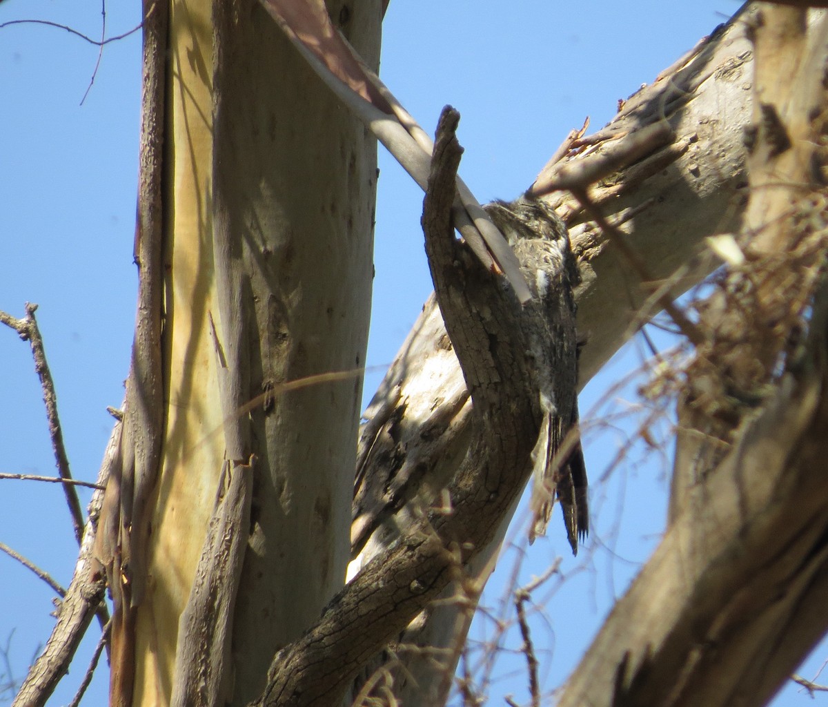 Common Potoo - ML194485101