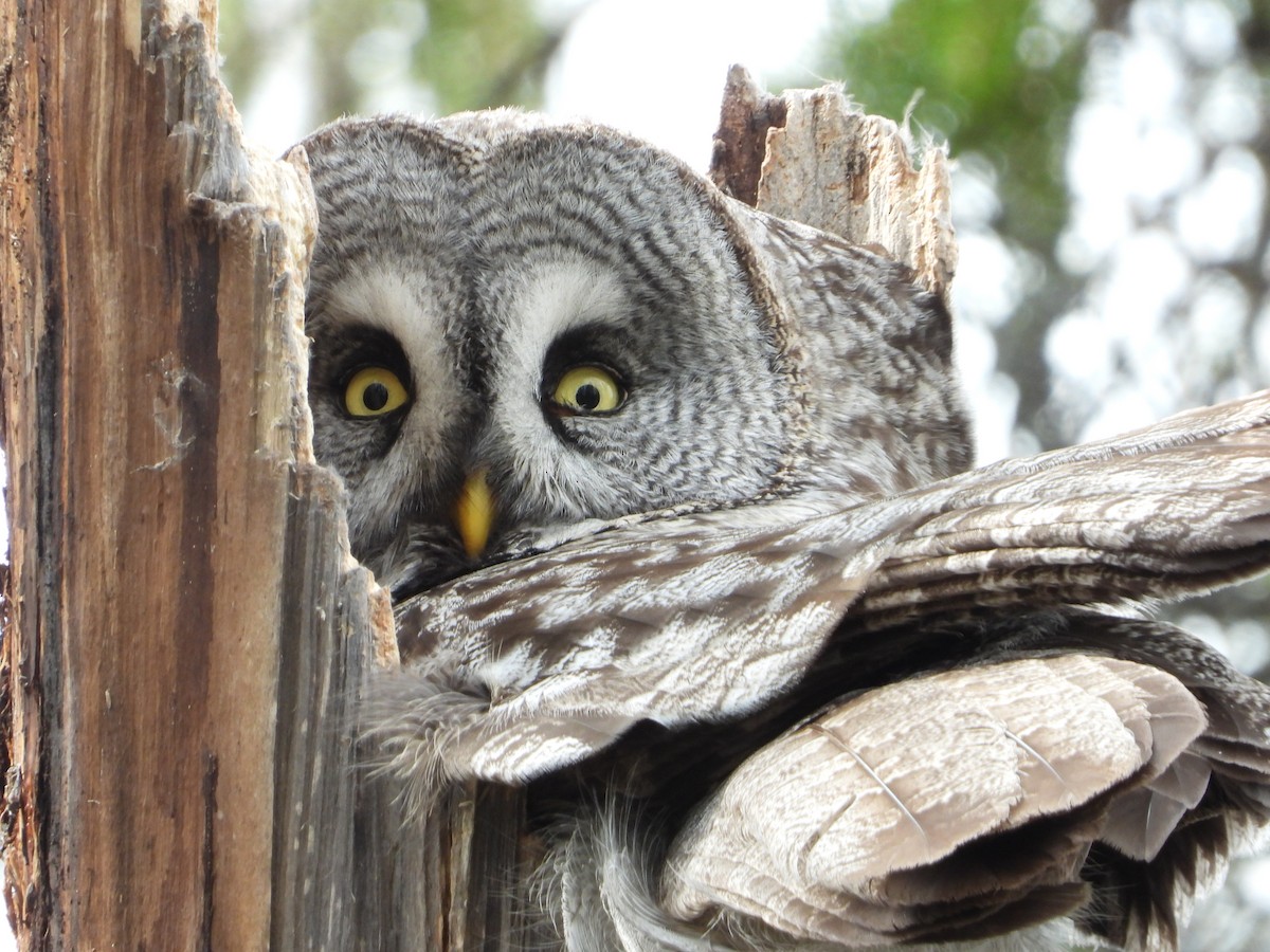 Great Gray Owl - ML194485131