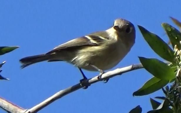 Vireo de Hutton - ML194485591