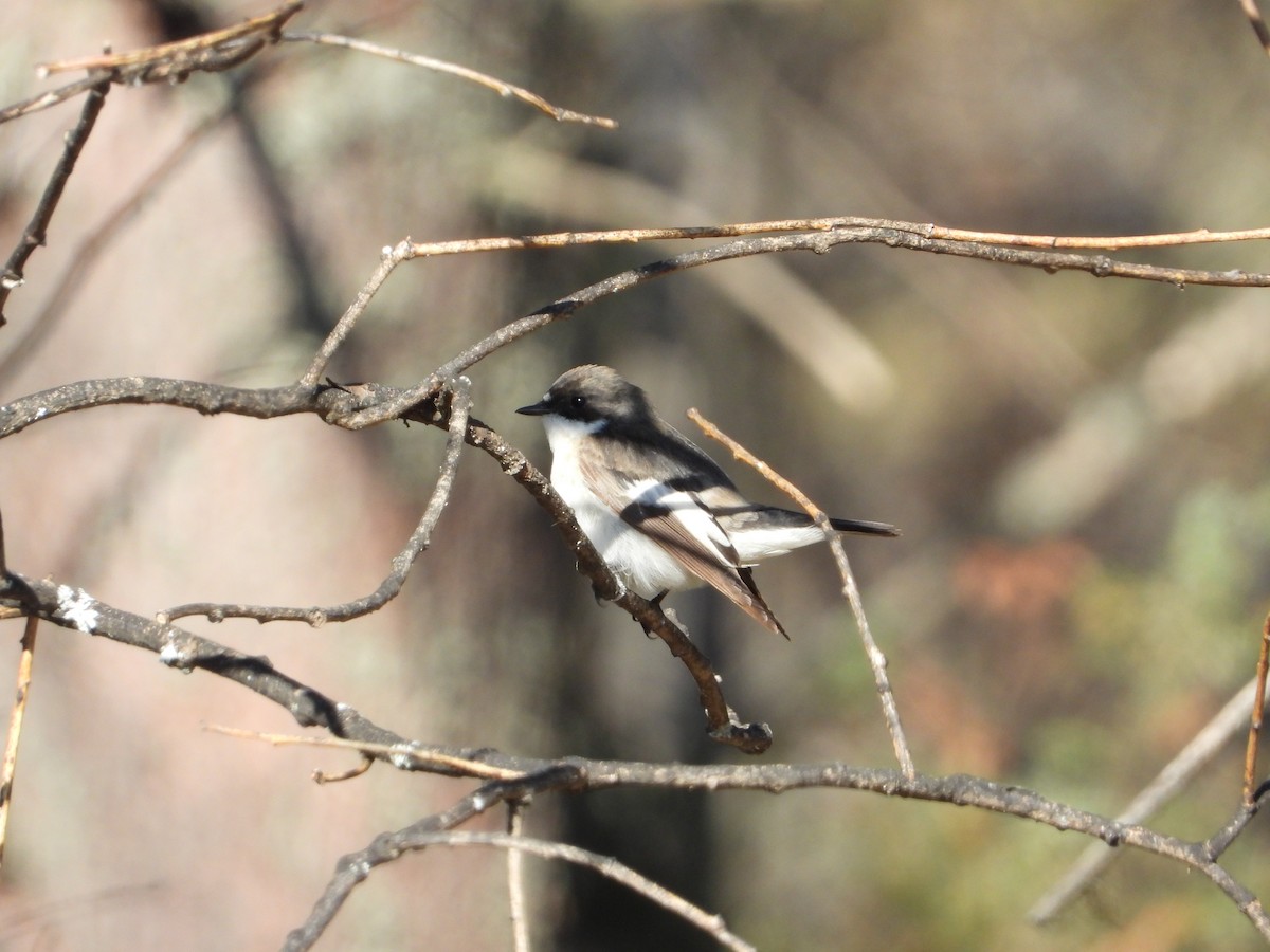 European Pied Flycatcher - ML194485841