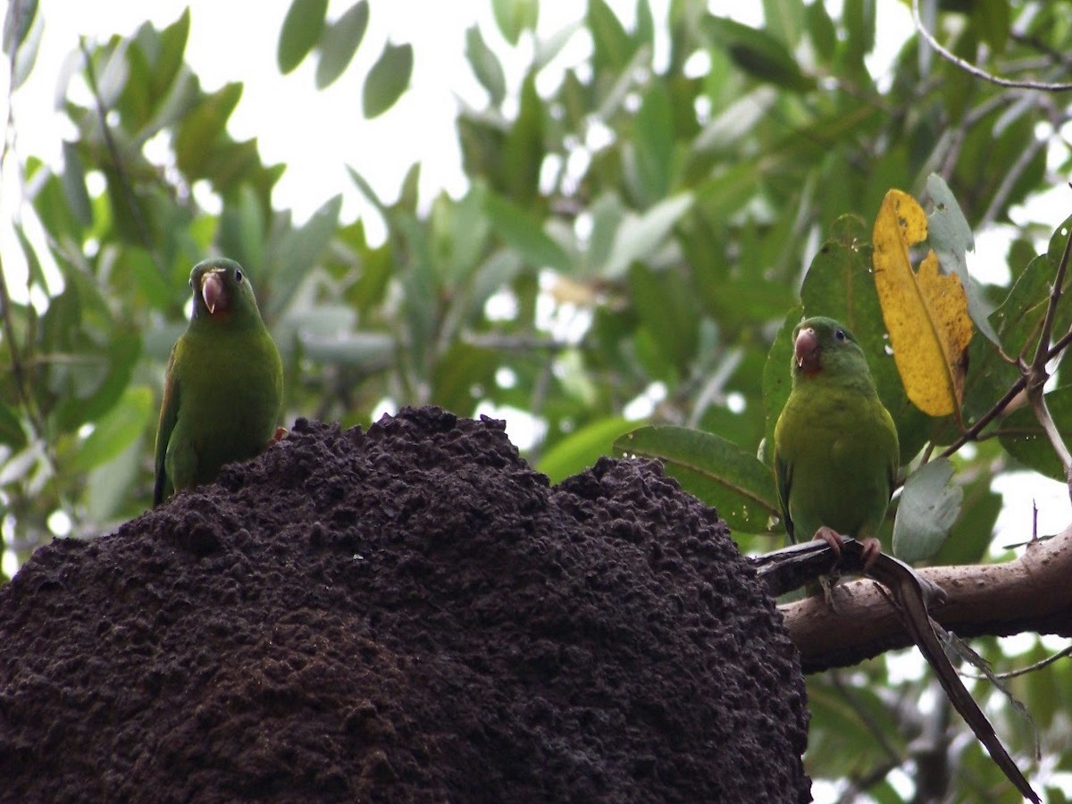 Orange-chinned Parakeet - ML194486461