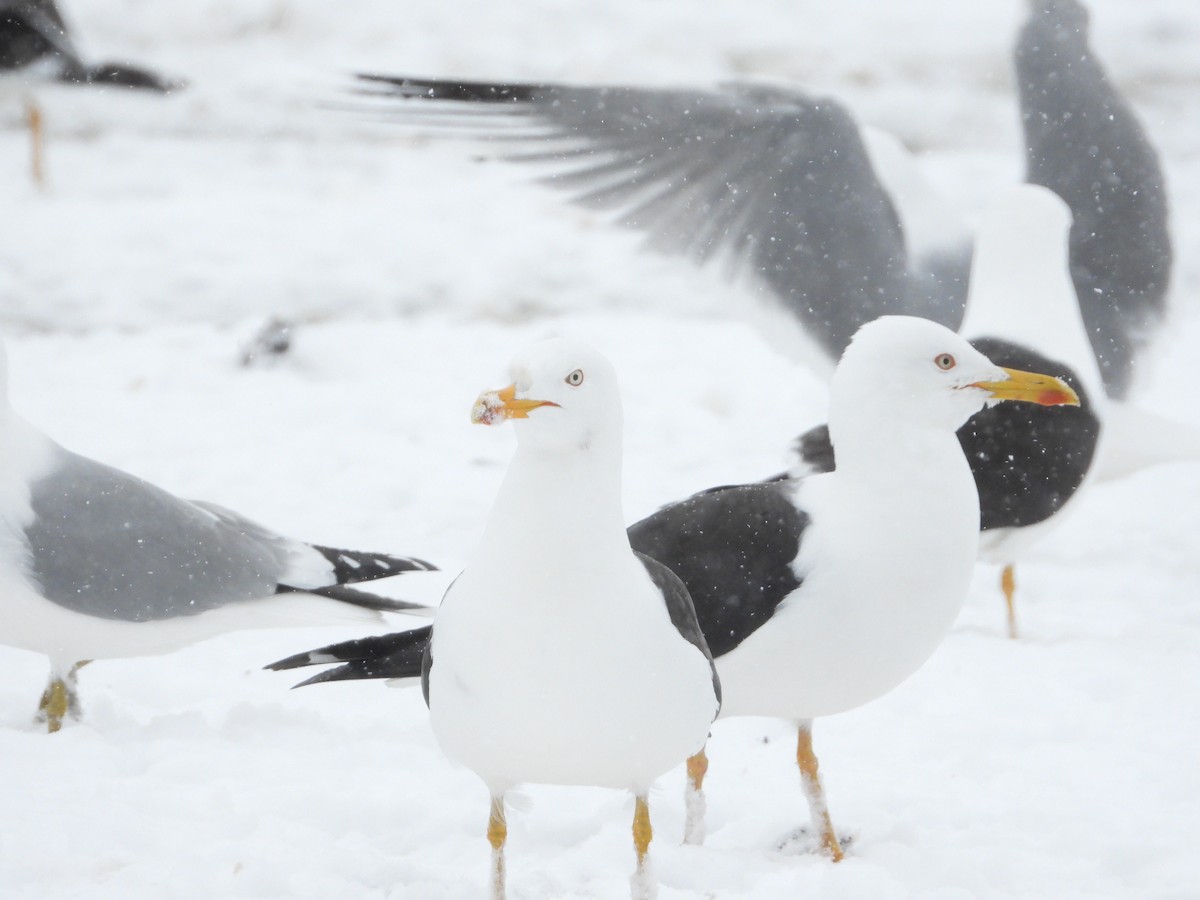 Lesser Black-backed Gull - ML194486531