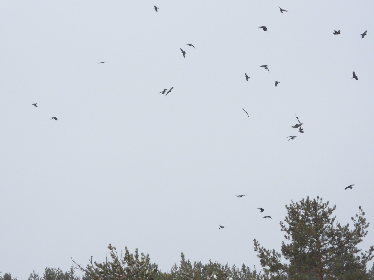 Common Raven - ML194486631