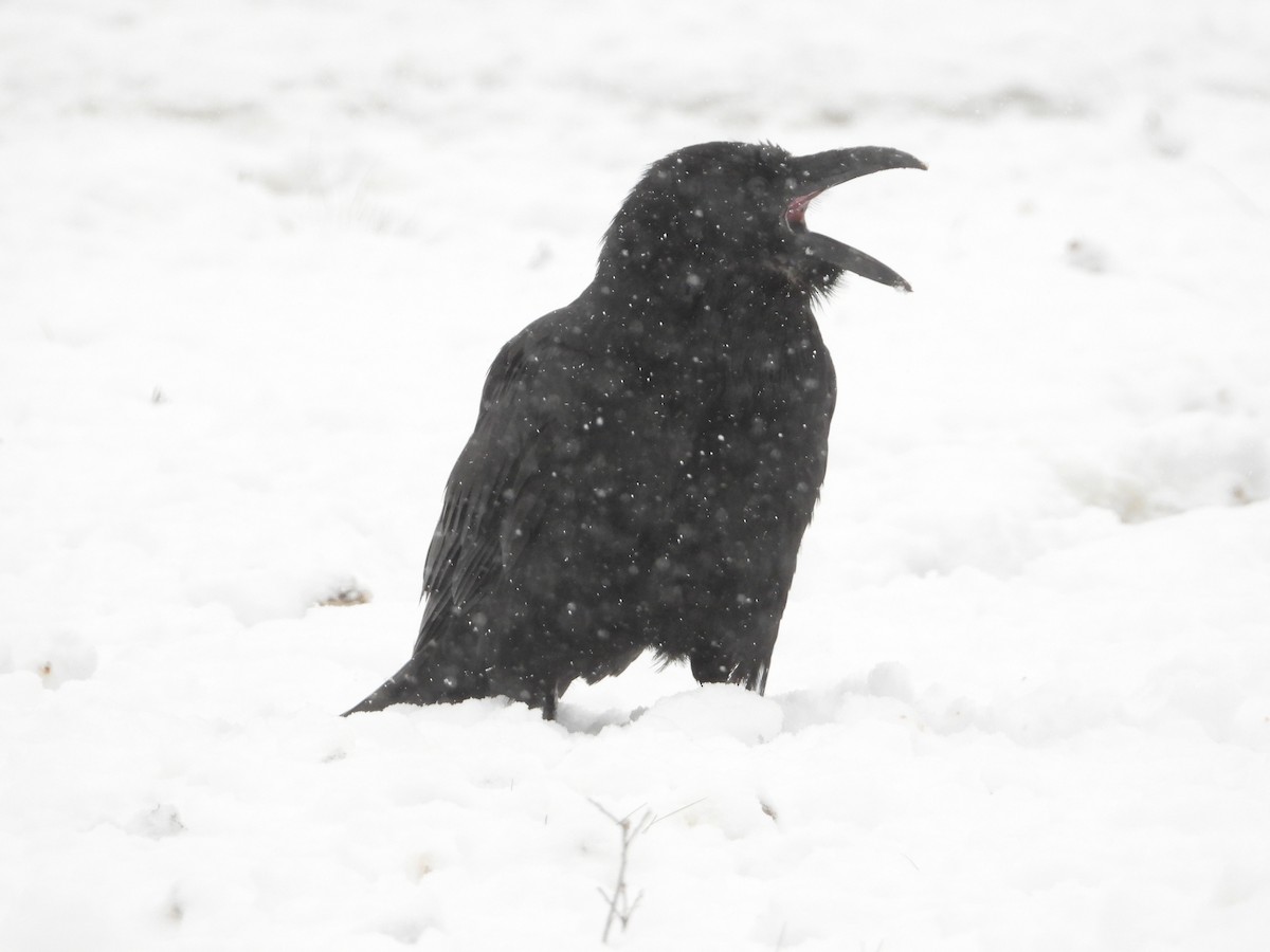 Common Raven - ML194486641