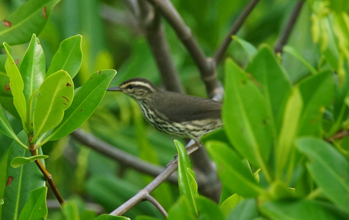 Northern Waterthrush - ML194487181