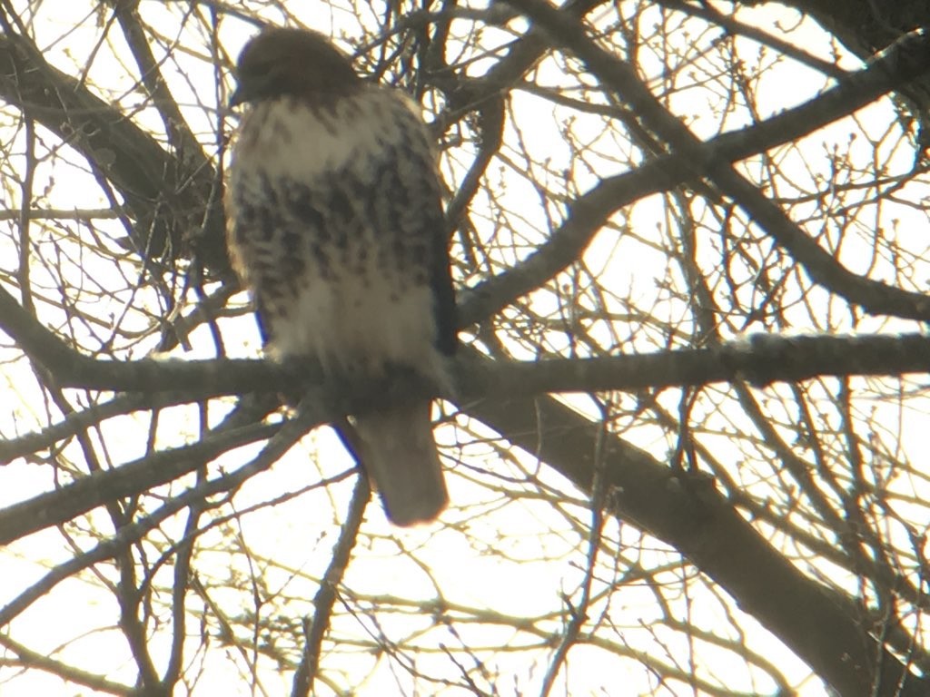 Red-tailed Hawk (abieticola) - ML194489041