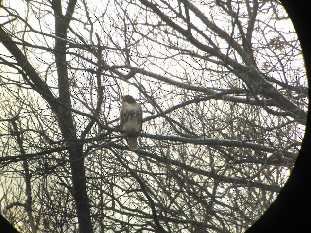Red-tailed Hawk (abieticola) - ML194489061
