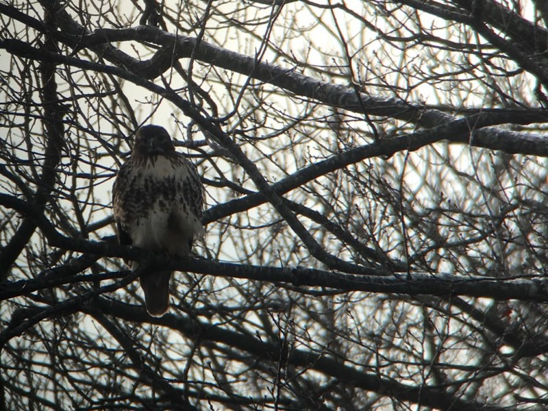 Red-tailed Hawk (abieticola) - ML194489071