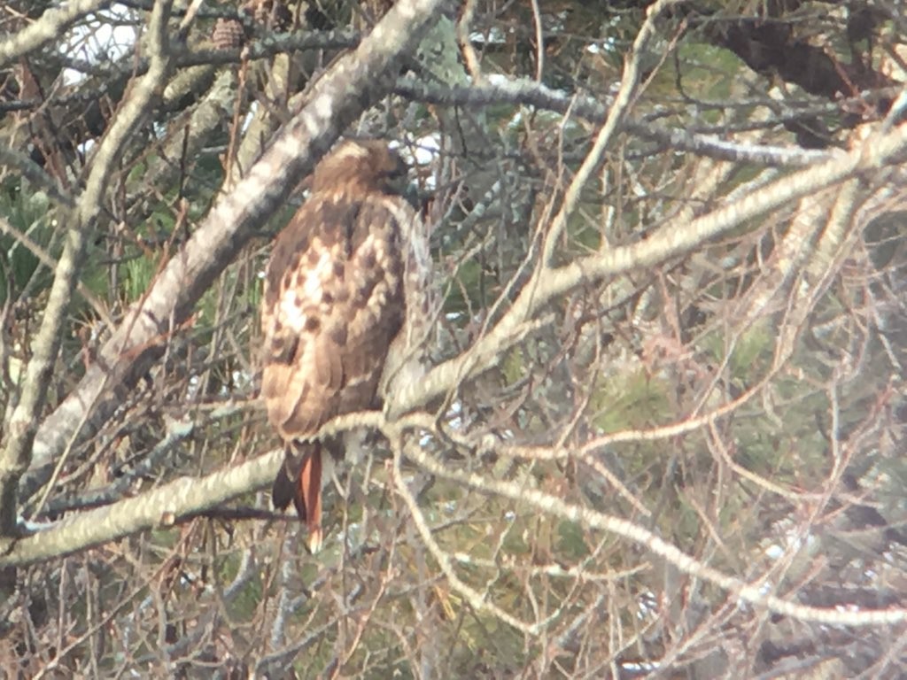Red-tailed Hawk (abieticola) - ML194489081