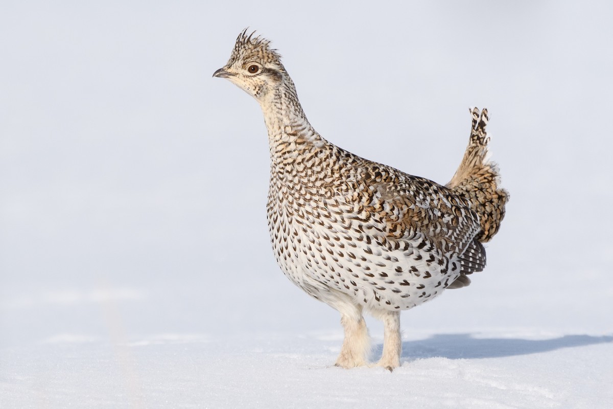 Sharp-tailed Grouse - Darren Clark