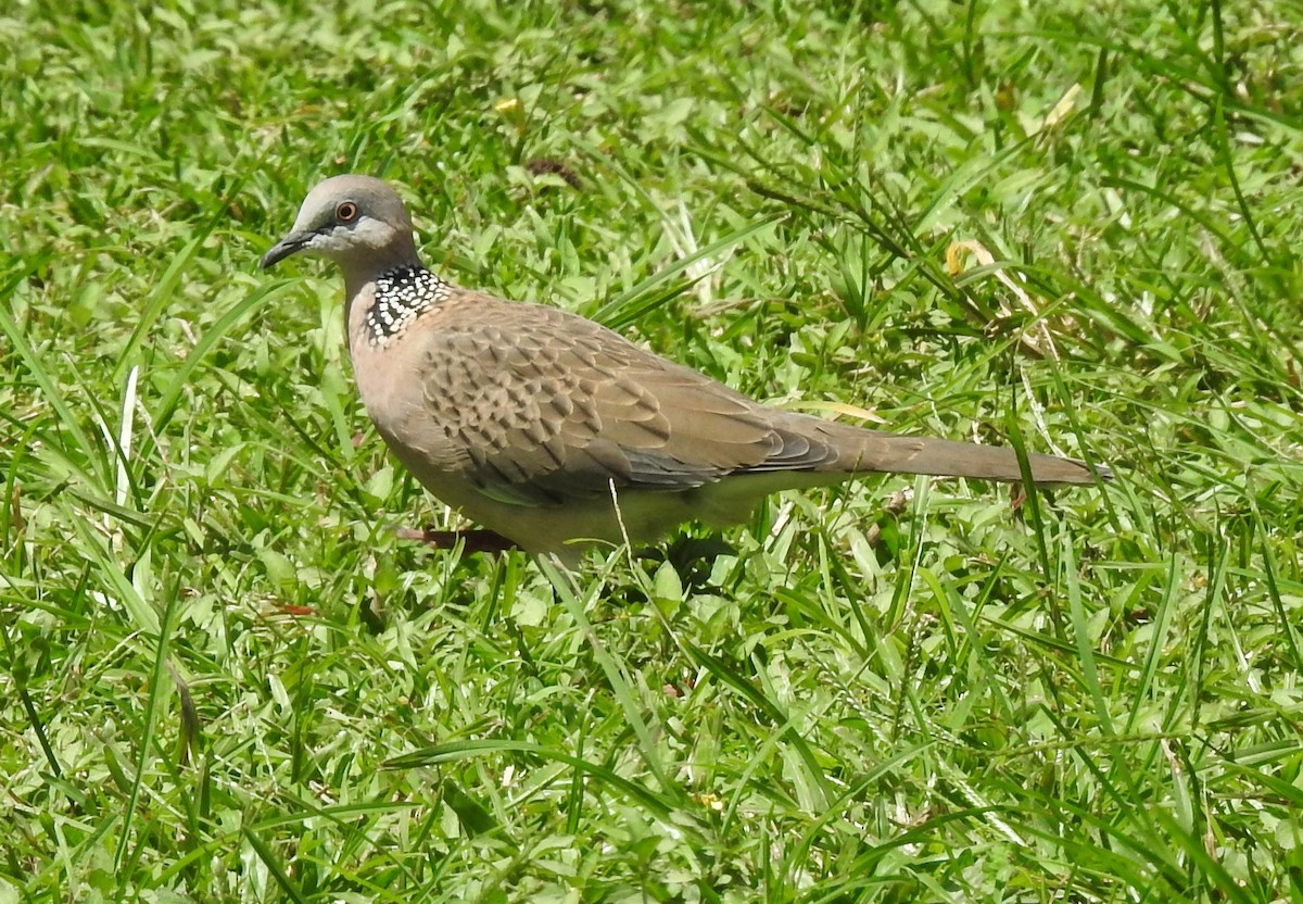 Tórtola Moteada - ML194489801