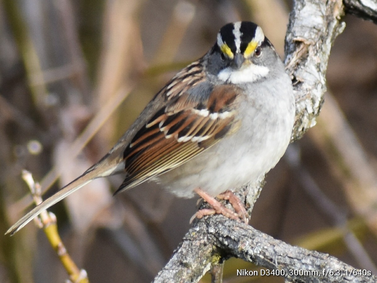 White-throated Sparrow - ML194490881