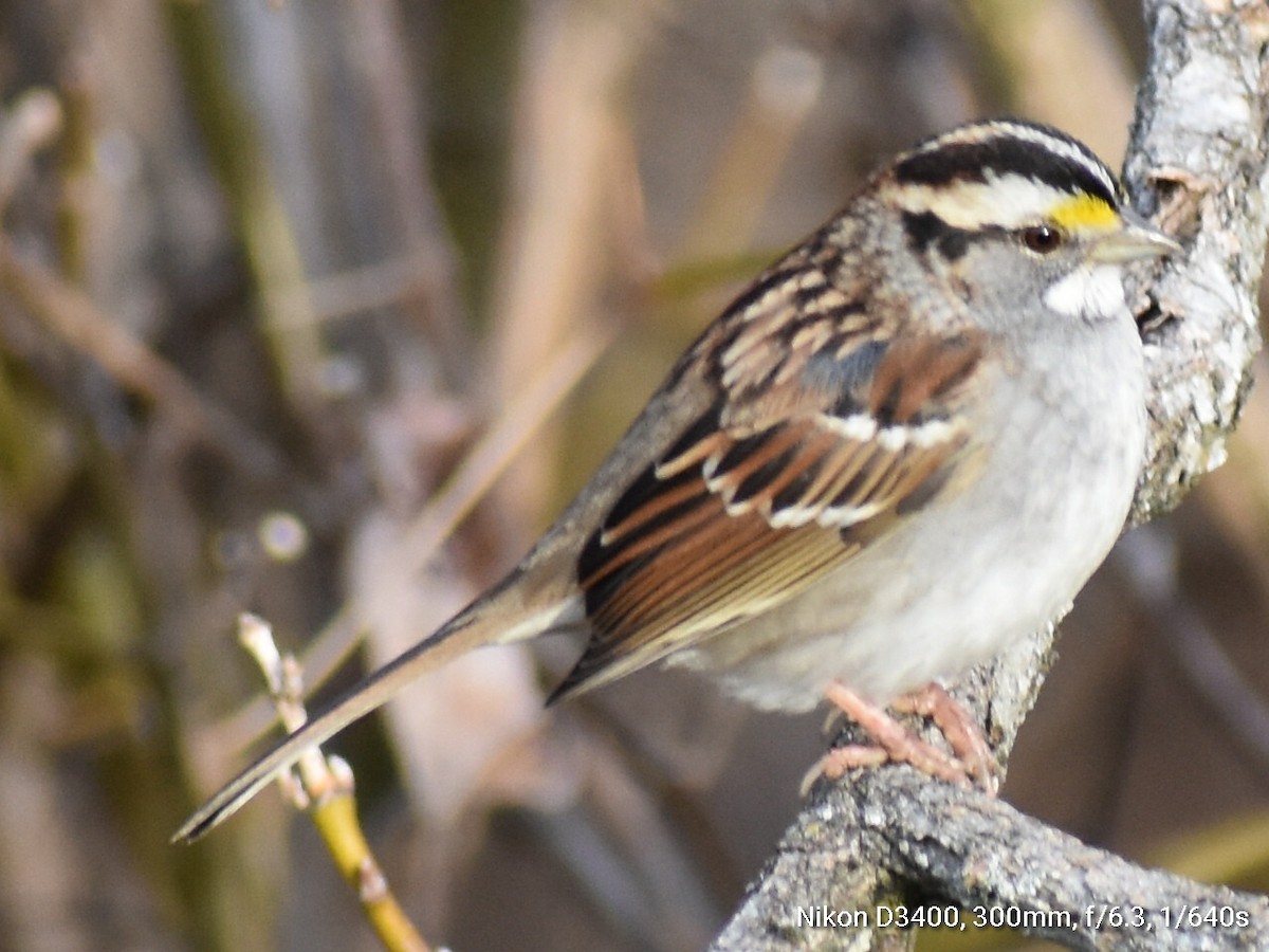 White-throated Sparrow - ML194490921