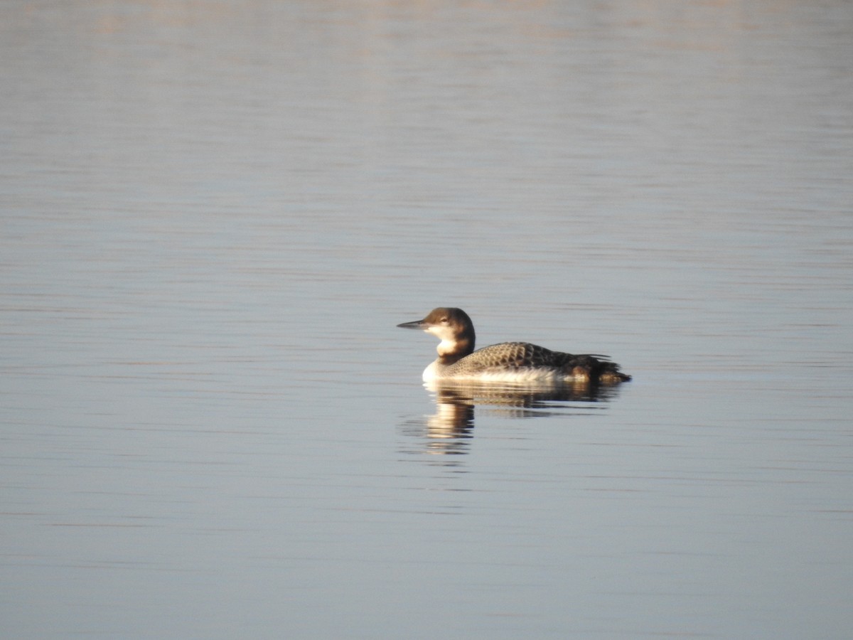 Common Loon - ML194492011